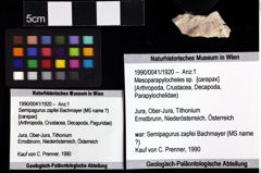 Foto (Objket + Etiketten) von Brachyura indet. 